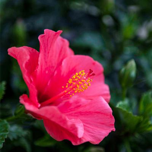 Hibiskus – die tropischen Schönen