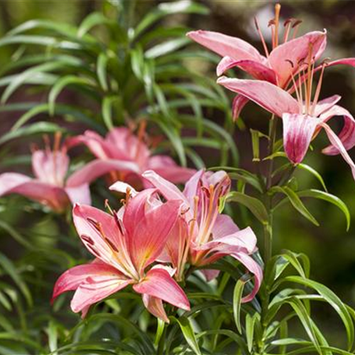 Lilien kontrollieren