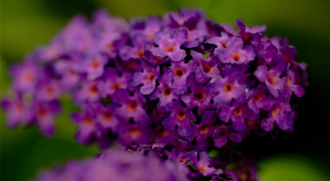 Buddleja davidii