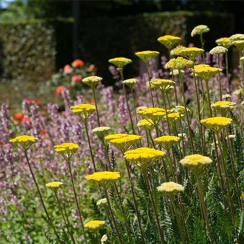 Staudengarten – Gestaltungshinweise