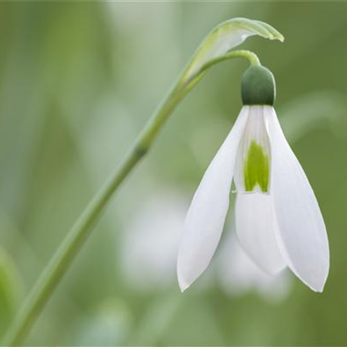 Schneeglöckchen richtig pflanzen