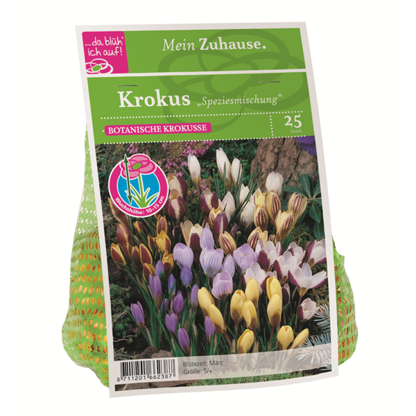 Blumenzwiebel Krokus Spezies Mischung